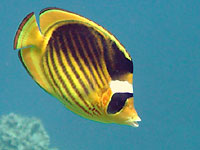 Жёлто-чёрная рыба бабочка с диагональными полосами (Красное море)